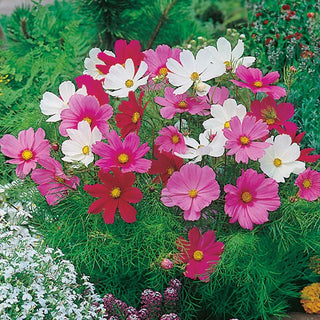 Zwerg Schmuckkörbchen Sensation - Mischung - Leichter Wuchs, Anmutige Erscheinung - Cosmos bipinnatus