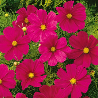 Schmuckkörbchen - Sensation Dazzler - Blüht Bis In Den Herbst - Cosmos bipinnatus