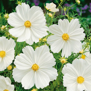 Schmuckkörbchen - Sensation Purity - Hitzebeständig, Luftiger Wuchs - Cosmos bipinnatus