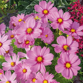 Schmuckkörbchen - Sensation Radiance - Wunderschöner Naturlook - Cosmos bipinnatus