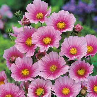 Schmuckkörbchen - Sensation Day Dream - Zart Wachsfreudig Bis 120 Cm Hoch - Cosmos bipinnatus