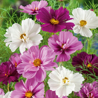 Schmuckkörbchen - Psyché Mischung - Gefüllte Farbige Federblüten - Cosmos bipinnatus