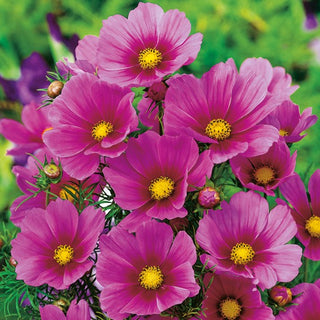 Schmuckkörbchen - Tetra Versailles Dark Rose - Edle Erscheinung - Cosmos bipinnatus