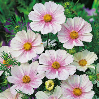 Schmuckkörbchen - Tetra Versailles Flush - Halbgefüllte Oder Einfache Blüten - Cosmos bipinnatus