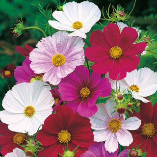 Schmuckkörbchen - Tetra Versailles - Ideal Für Beete Und Schnitt - Cosmos bipinnatus