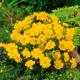 Zwerg Schmuckkörbchen - Carpet Lemon - Farbenfroher Blickfang - Cosmos sulphureus
