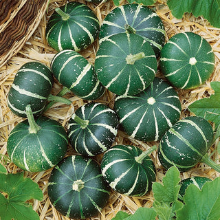 Ornamental Gourd Flat Striped - Unique with an Attractive Pattern - Premium Seeds