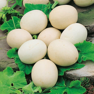Ornamental Gourd Nest Egg - Original Decoration for Home and Garden - Premium Seeds
