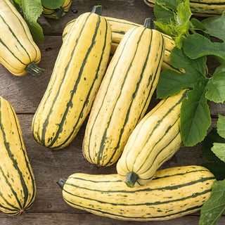 Ornamental Gourd Delicata - Tasty Ornament with Exceptional Charm - Premium Seeds