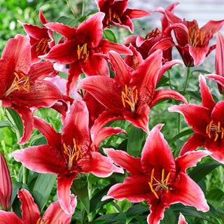 Orientalische Lilie - Red Flash - Lilium - Intensiv Rote Blütenblätter