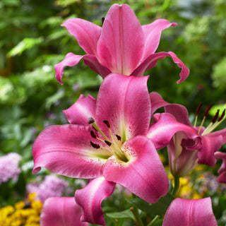 Baum-Lilie - Purple Lady - Lilium - Ideal als Hintergrund für Stauden und Beete