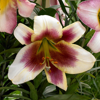 Baum-Lilie - Passion Moon - Lilium - Außergewöhnlicher Akzent sommerlicher Arrangements