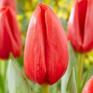 Tulpe - Spot On - Tulipa - Auffällige eindrucksvolle Sorte - 5 Blumenzwiebeln