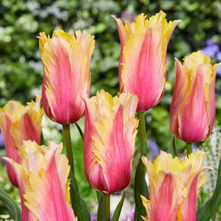 Tulpe - Flaming Memory - Tulipa - Spektakuläre ausdrucksstarke Blüten - 5 Blumenzwiebeln