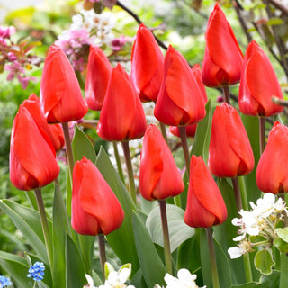 Tulpe - Lalibela - Tulipa - Dichte Horste voller fröhlicher Farben - 5 Blumenzwiebeln