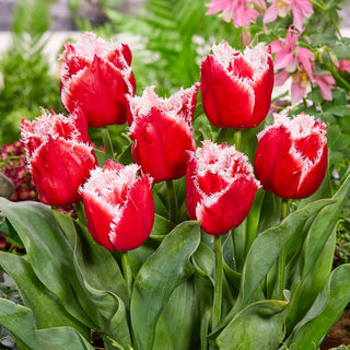 Tulpe - New Santa - Tulipa - Dauerhafter und eindrucksvoller Rabattenstern - 5 Blumenzwiebeln