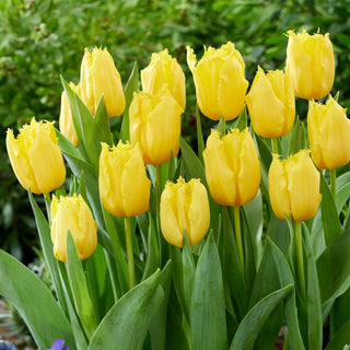 Tulpe - Sunny Time - Tulipa - Sonnige Lebendige Teppiche - 5 Blumenzwiebeln