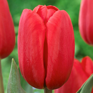 Tulpe - Surrender - Tulipa - Romantischer Akzent, Blickfang - 5 Blumenzwiebeln