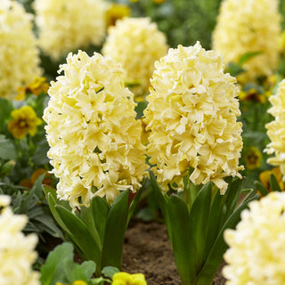 Hyazinthe - Yellowstone - Hyacinthus - Zarte pastellfarbene Tönung - 3 Blumenzwiebeln