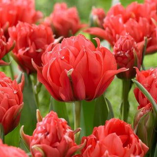 Tulpe - Toronto Double - Tulipa - Dichte, luxuriöse Blütenstände - 5 Blumenzwiebeln