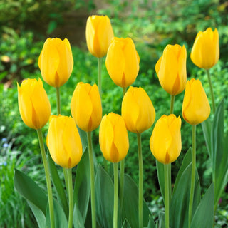 Tulpe - Conqueror - Tulipa - Schönheit, die immer hervorsticht - 5 Blumenzwiebeln