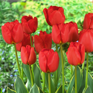 Tulpe - Darwidesign - Tulipa - Langlebige schöne Sorte für die Vase - 5 Blumenzwiebeln