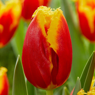 Tulpe - Davenport - Tulipa - Intensive ausdrucksstarke Farben - 5 Blumenzwiebeln