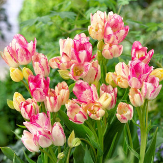 Tulpe - Dream Club - Tulipa - Mehrblütig, frosthart - 5 Blumenzwiebeln