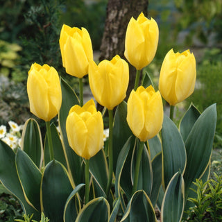 Tulpe - Easter Moon - Tulipa - Zuverlässige Sorte, leicht zu kultivieren - 5 Blumenzwiebeln