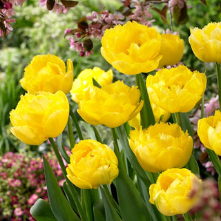 Tulpe - Exotic Sun - Tulipa - Kanariengelber Akzent im Frühlingsgarten - 5 Blumenzwiebeln