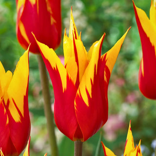 Tulpe - Firework - Tulipa - Feuriges Duett aus Rot und Gelb - 5 Blumenzwiebeln