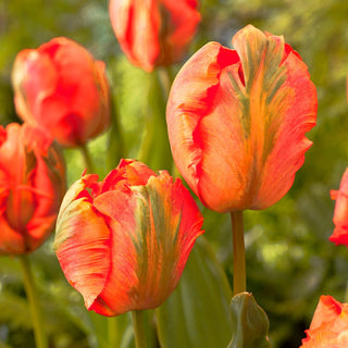 Tulpe - Flower Power - Tulipa - Papageienblüten Voller Energie - 5 Blumenzwiebeln
