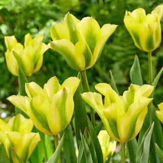 Tulpe - Formosa - Tulipa - Harmonischer Farbkontrast - 5 Blumenzwiebeln