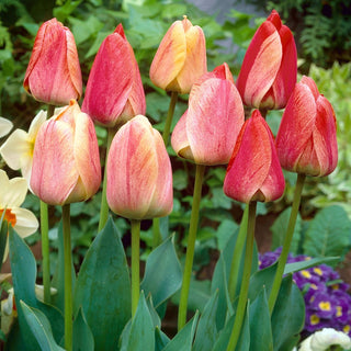 Tulpe - Gudoshnik - Tulipa - Gesunde Zwiebeln, sichere Blüte - 5 Blumenzwiebeln
