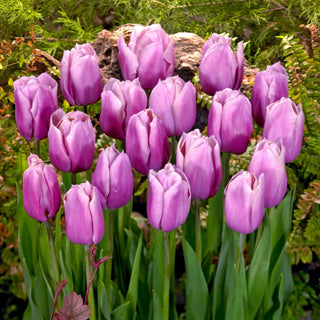 Tulpe - Holland Beauty - Tulipa - Zarte Farben, große Wirkung - 5 Blumenzwiebeln