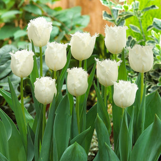 Tulpe - Honeymoon - Tulipa - Samtene Blütenblätter voller Reinheit - 5 Blumenzwiebeln