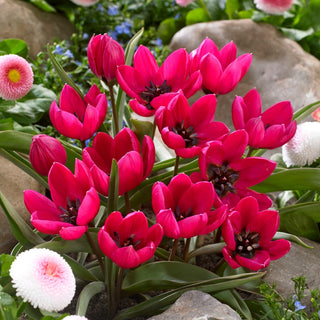 Tulpe - Violacea Black Base - Tulipa - Feuriger Akzent mit außergewöhnlicher Tiefe - 5 Blumenzwiebeln