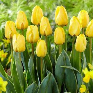 Tulpe - Jaap Groot - Tulipa - Schlanke Blüten, Bezaubernde Schönheit - 5 Blumenzwiebeln