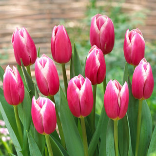 Tulpe - Jefgenia - Tulipa - Beeindruckend mit faszinierender Farbvielfalt - 5 Blumenzwiebeln