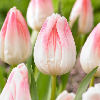 Tulpe - Kyoko Takahashi - Tulipa - Blühende Schönheit April bis Mai - 5 Blumenzwiebeln