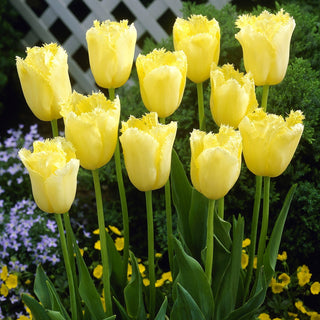 Tulpe - Maja - Tulipa - Leichtigkeit und Farbe im Garten - 5 Blumenzwiebeln