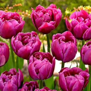 Tulpe - Margarita - Tulipa - Markanter Akzent im Frühlingsgarten - 5 Blumenzwiebeln