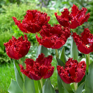Tulpe - Maywood - Tulipa - Innovativer floraler Akzent im Beet - 5 Blumenzwiebeln