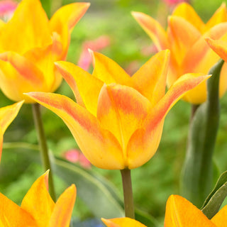 Tulpe - Moonblush - Tulipa - Blüten voller Eleganz und Raffinesse - 5 Blumenzwiebeln