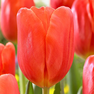 Tulpe - Orange Juice - Tulipa - Energiegelbe Farbe, leichte Pflege - 5 Blumenzwiebeln