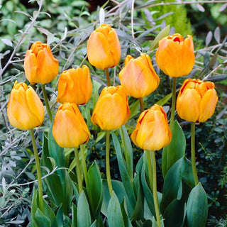 Tulpe - Orange Lion - Tulipa - Blüht intensiv im April - 5 Blumenzwiebeln
