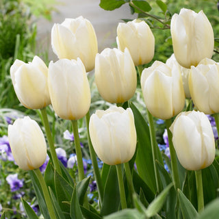 Tulpe - Pays Bas - Tulipa - Zarter, frischer Duft im Garten - 5 Blumenzwiebeln