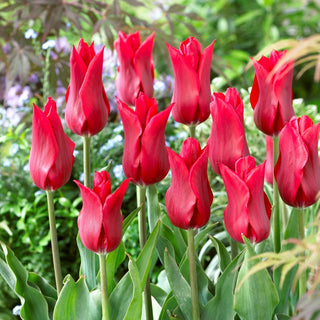 Tulpe - Pieter De Leur - Tulipa - Lilienblütig, Schlanke Blüten - 5 Blumenzwiebeln
