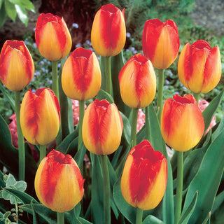 Tulpe - Prins Claus - Tulipa - Blüten in Orangetönen - 5 Blumenzwiebeln