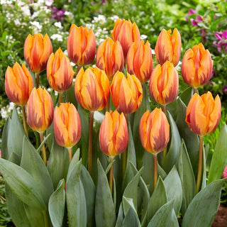 Tulpe - Prinses Irene - Tulipa - Mehrfarbiger, ausdrucksstarker Effekt - 5 Blumenzwiebeln